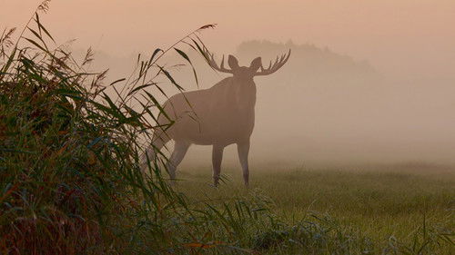 backdrop Matsalu Moose: Wild Giants of the Baltics