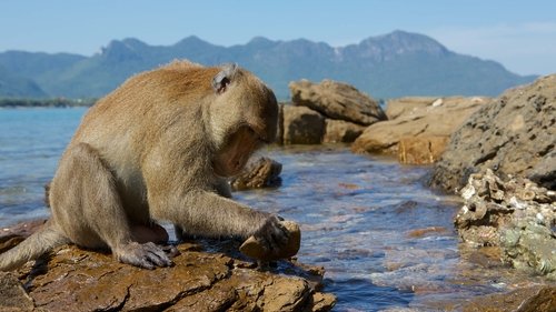 Monkey Planet