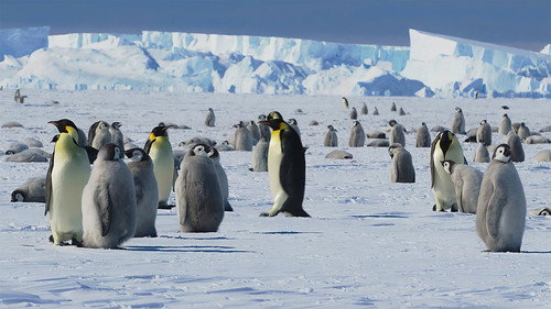 Antarctica 2024 - Un voyage vers l’engagement Backdrop Blur