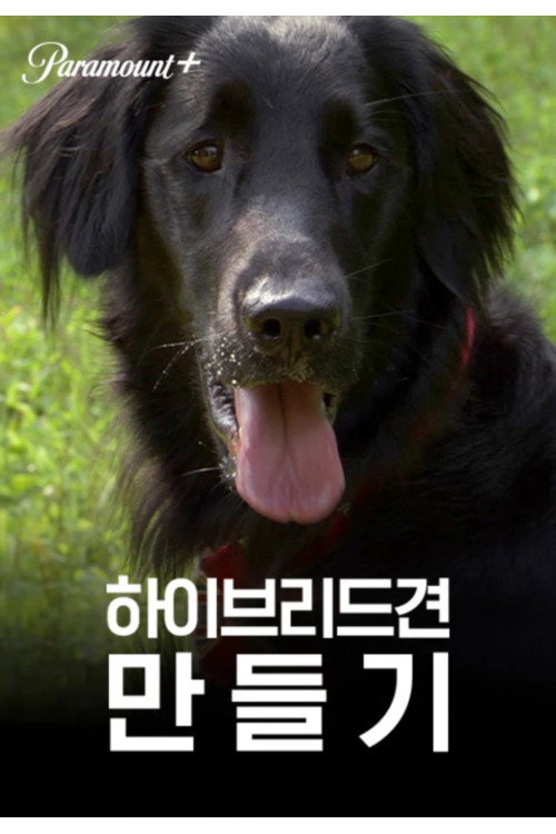 하이브리드견 만들기 - related title