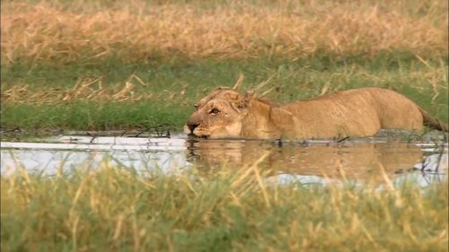 Swamp Lions Swamp Lions