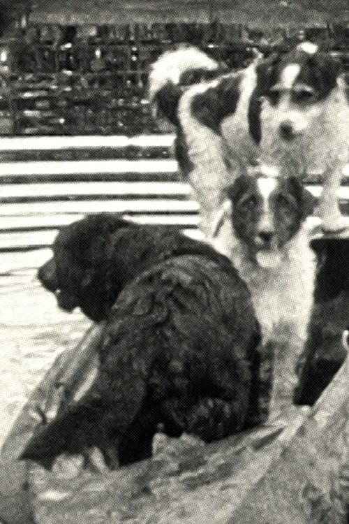 Three Dogs in a Boat