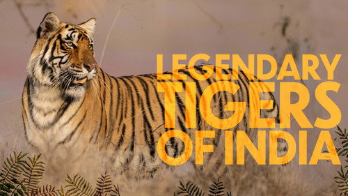 Legendary Tigers of India Backdrop Blur