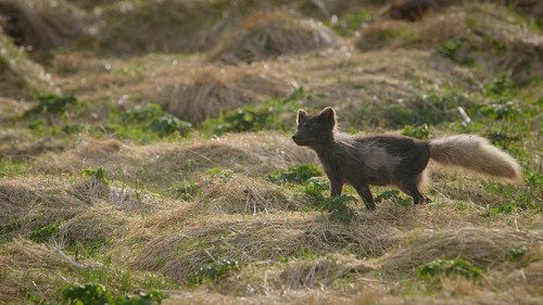 The Arctic Fox: Still Surviving