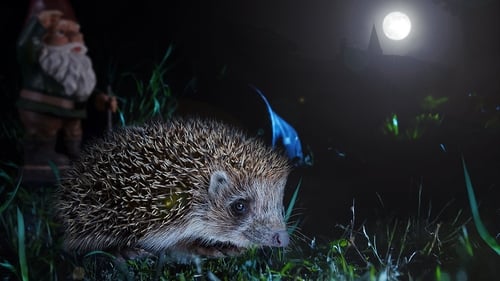 La vie secrète des animaux du village