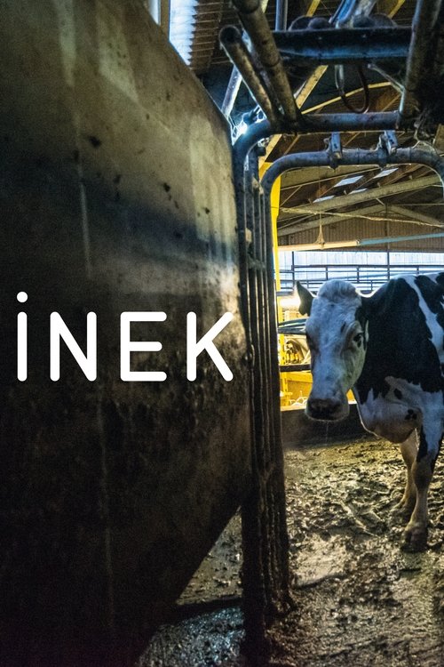 İnek ( Cow )