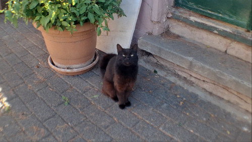 büyükada - imagem 4