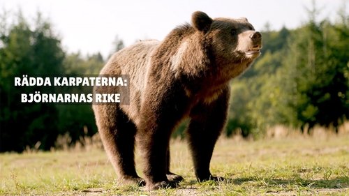 In the Heart of the Carpathians: The Kingdom of the Bear