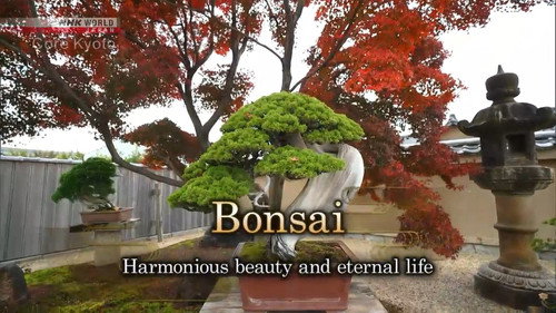 Bonsai: Harmonious Beauty and Eternal Life
