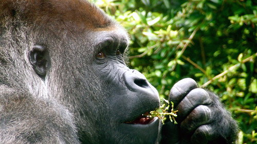 Living With Monkeys: Tales From the Treetops - Season 1 Backdrop Blur