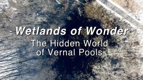 Wetlands of Wonder: The Hidden World of Vernal Pools Backdrop Blur
