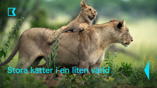 Big Cats, Small World