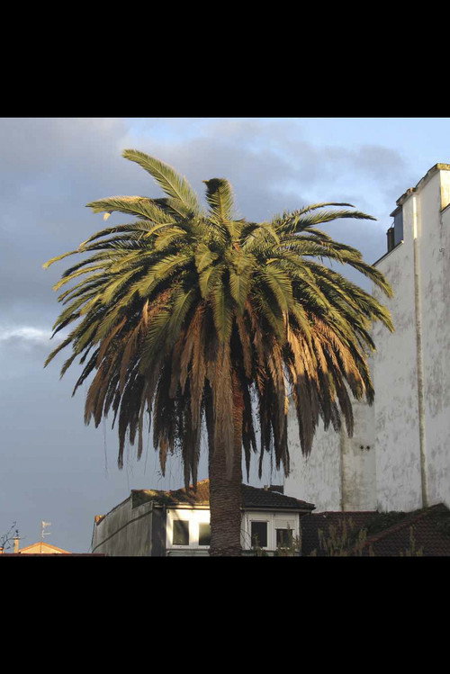 Póster oficial de La palmera (2024)