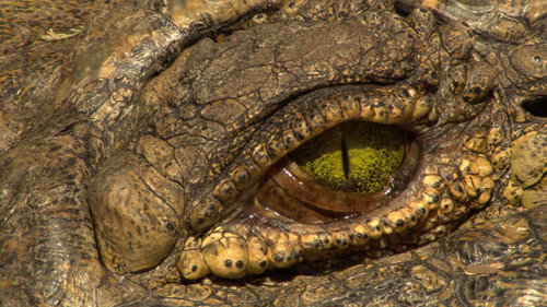 Croc Wars: Grumeti Vs Mara Backdrop Blur