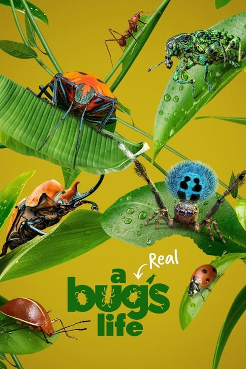 Poster A Real Bug's Life
