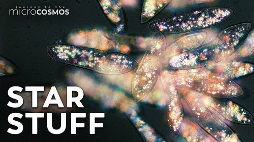 The Microcosmos Is Made of Star Stuff