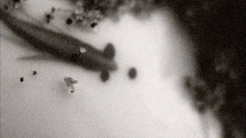 It Follows It Passes On