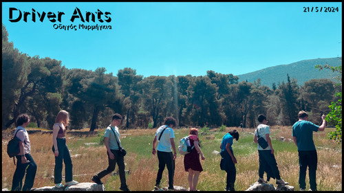 Driver Ants Backdrop Blur