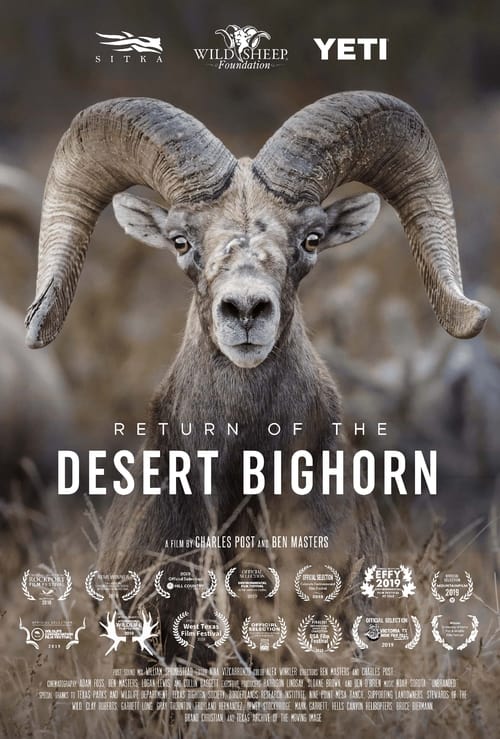 Return of the Desert Bighorn