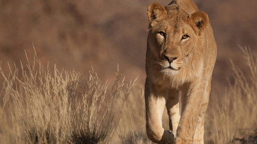 Vanishing Kings - Lions of the Namib - Season 1 Backdrop Blur