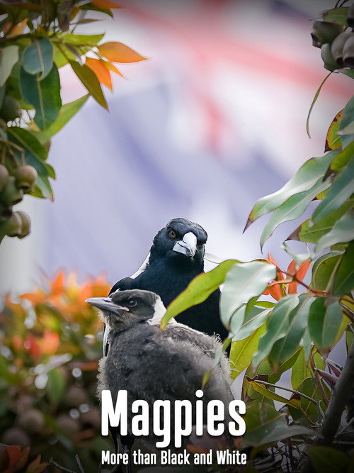 Magpies - More than Black and White official poster