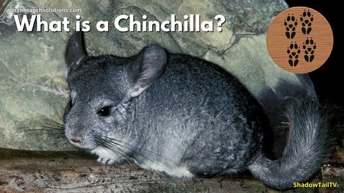 What is a Chinchilla, Really? Backdrop Blur