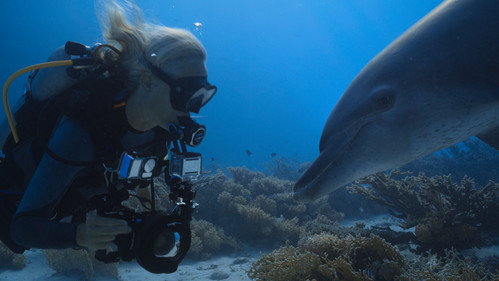 Jaquette Dolphins: My Close Encounters