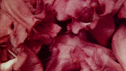 Bark-Rind still