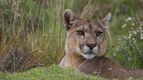 Secretive Puma Special