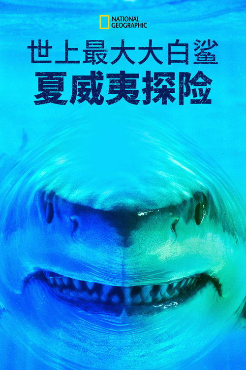 World's Biggest Great White? poster