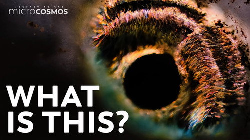 A Two-Headed Ciliate and Other Adorable, Dead, and Extinct Things