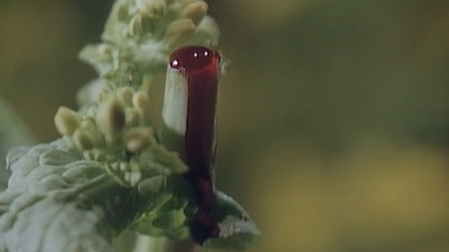 Chikan Densha: Abunai Futomomo