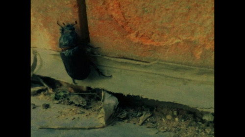 الطيور تأكل من بقايا أرقى أنواع الكافيار