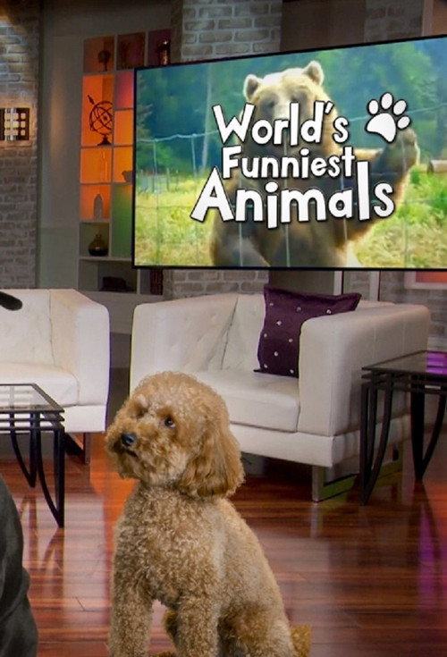 The World's Funniest Animals
