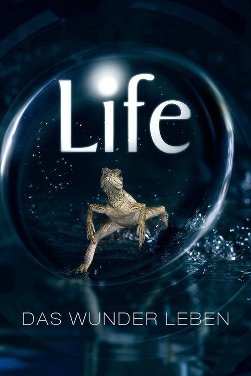Life - Das Wunder Leben Poster