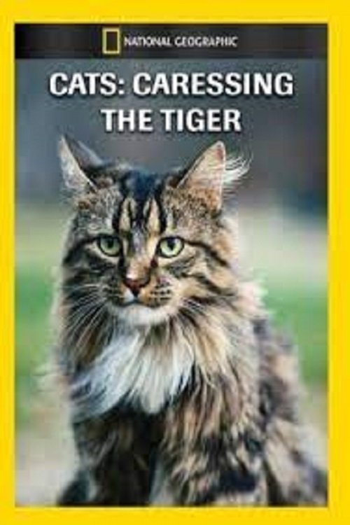 Cats: Caressing The Tiger poster