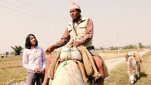 Story of Horse Groom