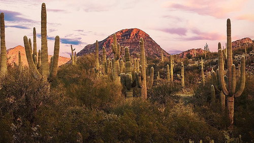 Wild Mexico - Season 1 Backdrop Blur