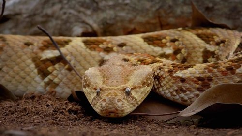 Image de l'épisode 1