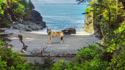 Os Lobos da Ilha de Vancouver