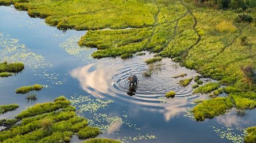 Okavango: A Flood of Life Okavango: A Flood of Life