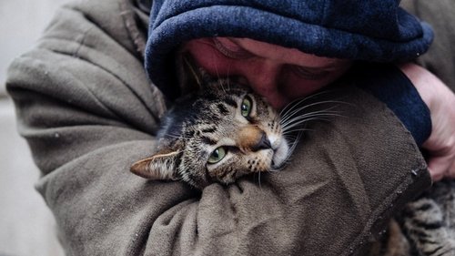 Cat Daddies Cat Daddies