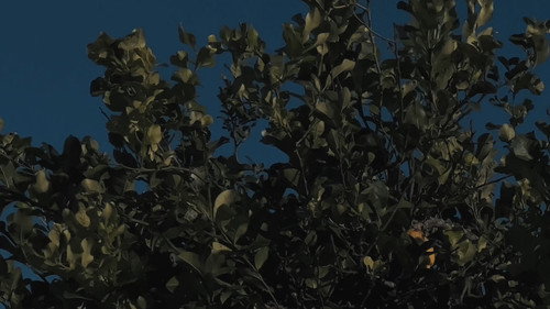 Un giorno estivo qualunque che si è voluto far riprendere Backdrop Blur