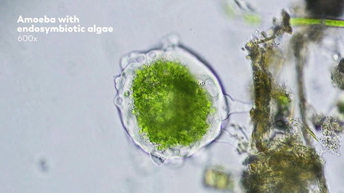 Where Did Eukaryotic Cells Come From? - A Journey Into Endosymbiotic Theory