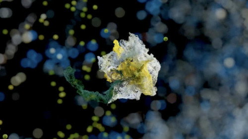 Aksidentalisht shkela një lule