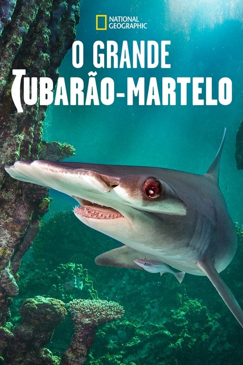 O Grande Tubarão-Martelo