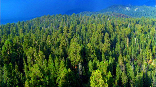 Planet Earth S01E10 — Seasonal Forests episode still