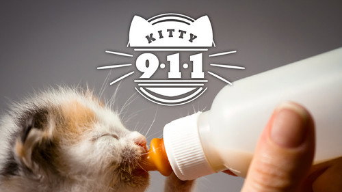 Kitty 911 - Season 1 Backdrop Blur