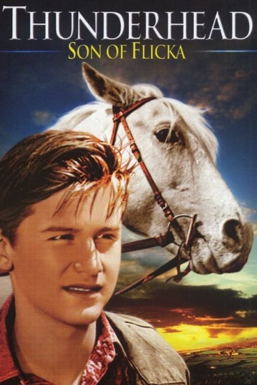 Thunderhead: Son of Flicka poster