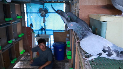 Do Pigeons Want to Go Home?